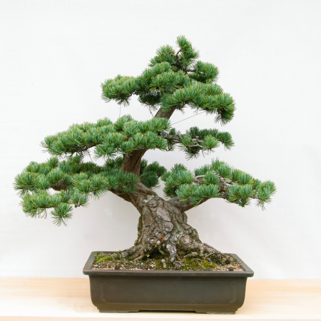 Bonsai Trees
