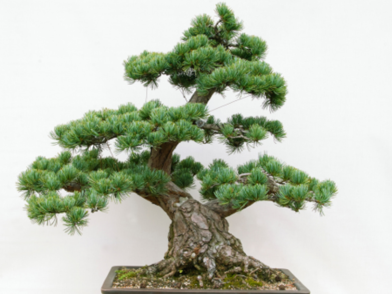 Bonsai