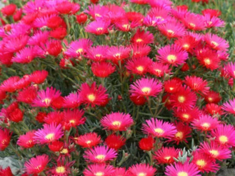 Indigenous plants