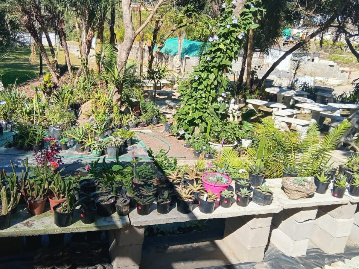 Hoopers Nursery garden tips