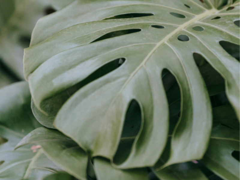 Outdoor plants