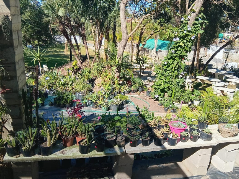 Hoopers Nursery plants and pots