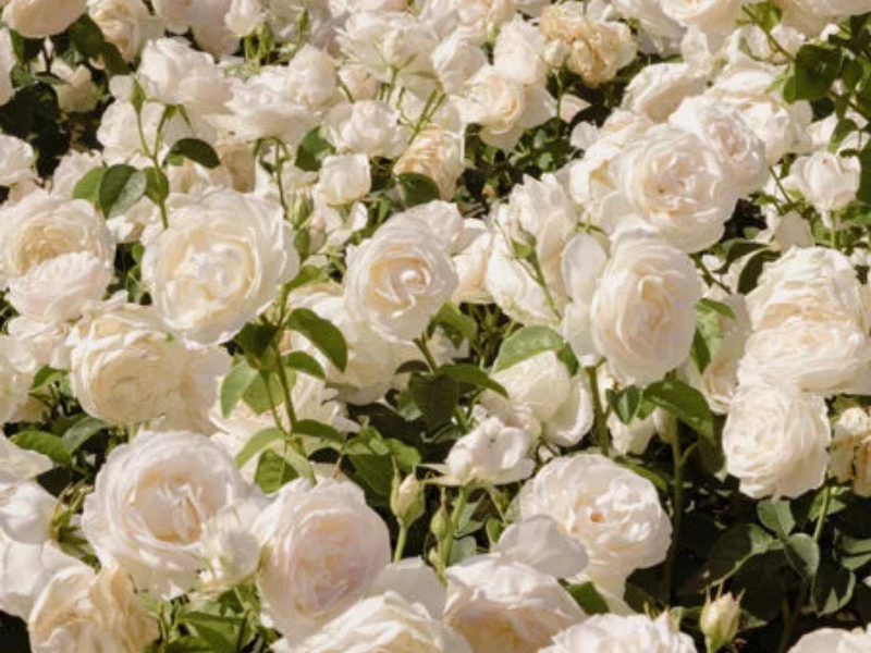 Roses