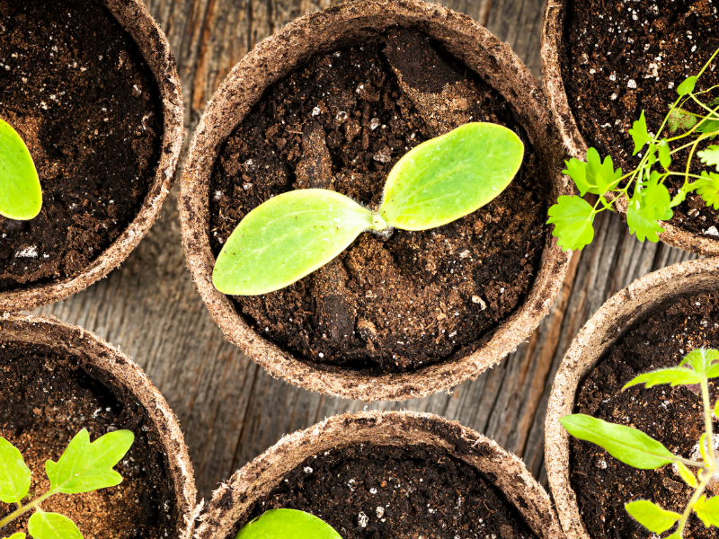 Seedlings garden advice