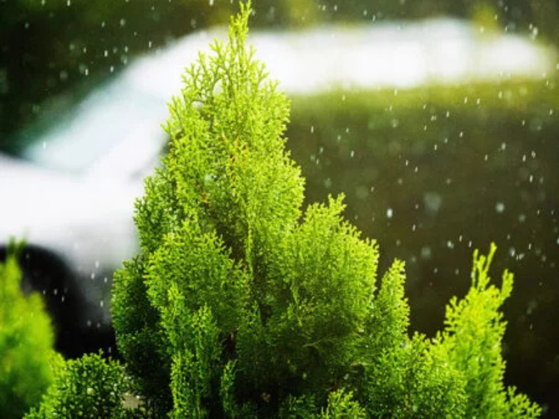Shrubs
