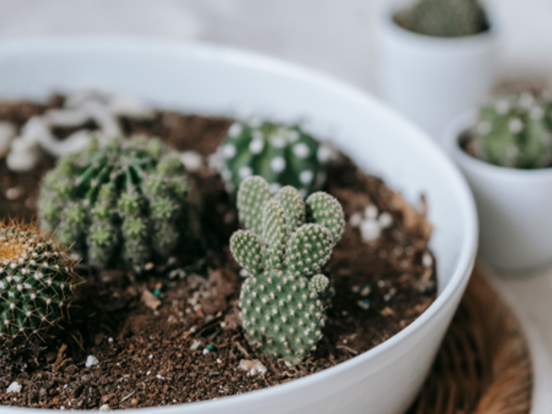 Succulents